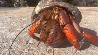 Soldier Crab  Caribbean Hermit Crab Coenobita Clypeatus [upl. by Ardnoet]