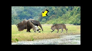 Best Fight Of The JAGUAR  Jaguar vs giant anteater cayman river otter [upl. by Teik]