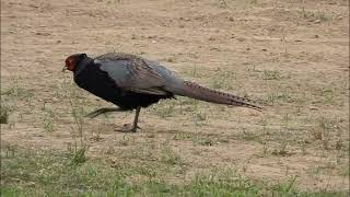 キジ Phasianus versicolor Green pheasant 雉子 雉  江戸川河川敷 202307  202310 [upl. by Uri]