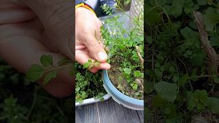 This weed is used in salad topping  Hairy bittercress Cardamine hirsuta plant [upl. by Denman656]