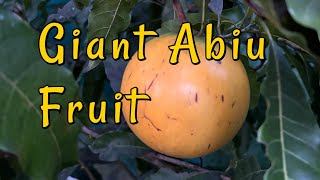 Giant Abiu Fruit  Pouteria caimito  Exotic Tropical Fruit Harvesting [upl. by Nnagem]