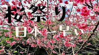 【沖縄観光】本部町八重岳 桜祭りに行ってみた [upl. by Lafleur]