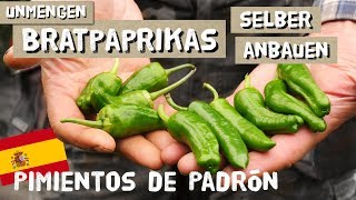 Bratpaprikas selber anbauen  Pimientos de Padron  Rezept [upl. by Edla894]