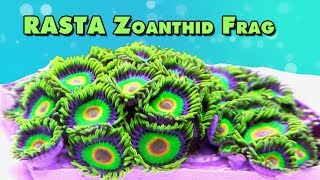 Rasta Zoanthid  100 Polyps fragging and close ups [upl. by Haisa558]