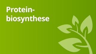 Proteinbiosynthese – Vergleich von Prokaryoten und Eukaryoten  Biologie [upl. by Haorbed735]