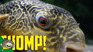 Giant Puffer Fish Eats Clams and Crabs [upl. by Eedrahc]