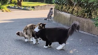 Norwegian Forest Cat The four Paws Street Gang [upl. by Rick633]