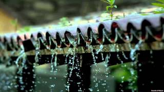 Sound of Raindrops on Rooftop  Thunderstorm Recording wbird chatter in background [upl. by Delilah770]