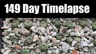 Astrophytum asterias Super Kabuto 149 Day Timelapse [upl. by Lednik]