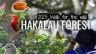 Hakalau forest Witnessing Hawaiian Native Honeycreepers  Big Island Hawaii [upl. by Ettecul]