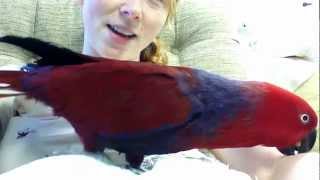 Talkative Eclectus [upl. by Nosirb]