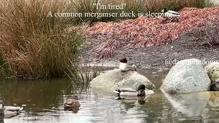 A common merganser duck is sleeping [upl. by Einnaoj726]