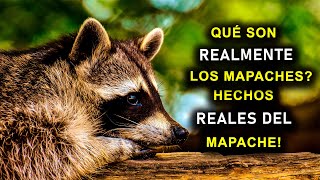 QUÉ SON REALMENTE LOS MAPACHES ¡HECHOS REALES DEL MAPACHE [upl. by Clower]