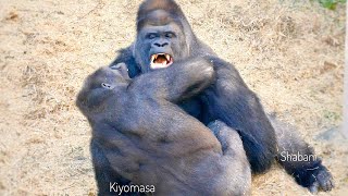 Silverback Gorilla Shows His Hardest Power  Shabani [upl. by Eiba711]