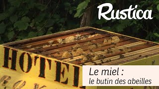 Le miel  butin des abeilles [upl. by Eilyw850]