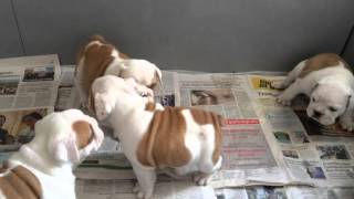 Cuccioli Bulldog Inglese  Nandabull [upl. by Athalee]