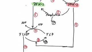 Regulation of Phosphofructokinase [upl. by Chafee]