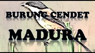 Burung Cendet Gacor di Alam Rekaman Suara Kicauan Terbaik [upl. by Pfosi]