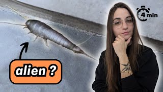 4 minutes pour comprendre le POISSON DARGENT [upl. by Bernadine]