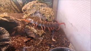 Scolopendra dehaani quot Tyson quot hat Durst [upl. by Ted]