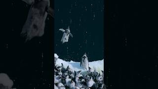 🐧 Baby Penguins Jump Off 50Foot Cliff in Antarctica penguins [upl. by Gal]