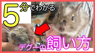 【5分で理解】デグーの飼育方法を紹介！生態・室内環境・必要なものを端的に理解できる動画！！ [upl. by Notgnirrab]