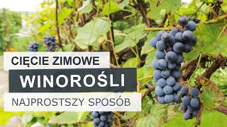 Jak przyciąć starszą winorośl Najprostszy sposób  Winogrona [upl. by Grethel364]