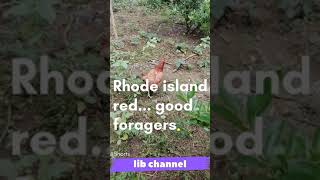 Rhode island red chickens good foragers 54 shorts [upl. by Ahsirak]