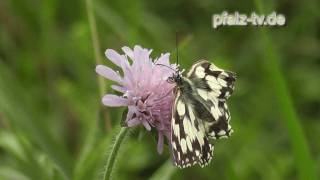 Naturdokumentation  Ein Schachbrettfalter verteidigt seine Blüte  Schmetterlinge [upl. by Diaz151]