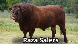 Raza bovina salers Conoce una de las razas de ganados más viejas del mundo [upl. by Onra829]