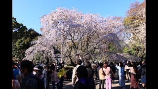 JG8K HDR 東京 桜の六義園特別名勝 TokyoRikugien in Sakura SeasonSpecial Scenic Beauty [upl. by Reitrac]