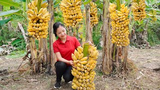 Harvest Banana Garden Goes to the market sell  Gardening  Hanna Daily Life [upl. by Nicky]