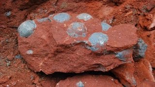 43 fossilized dinosaur eggs found [upl. by Ioj839]