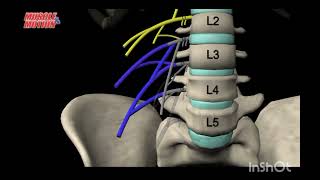 The Lumber Plexus  Anatomy Tutorial medicalstudent greysanatomy [upl. by Eelarac]