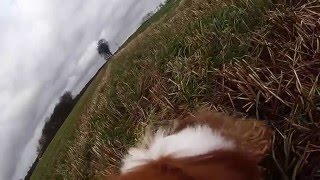 Test af GoPro kamera på mindre hund [upl. by Sum248]