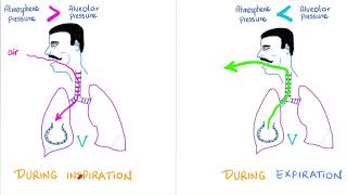 Ventilation Compliance amp Lung Pressures  Respiratory Physiology  Pulmonology [upl. by Kobi]