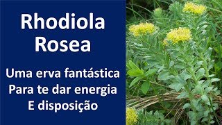 Rhodiola Rosea Uma erva fantástica para te dar energia e disposição  Dr Marco Menelau [upl. by Meean]