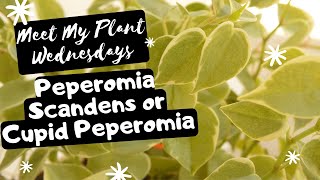 Meet My Plant  Peperomia Scandens variegata or Cupid Peperomia  EP 04 [upl. by Gnok689]