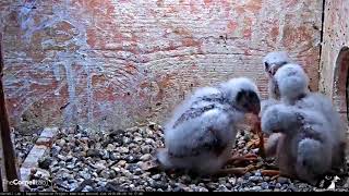 Kestrel Chicks Have a TugOWar During Feeding – June 29 2018 [upl. by Otte]