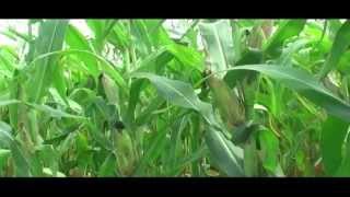 Modern Silage making in Kenya [upl. by Rojam]