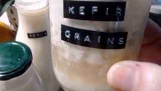 Fresh Creamy Homemade Cultured Buttermilk and Kefir Veganized  Vegudairy 2022  Vegan Dairy [upl. by Rehpotsirahc]