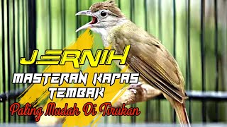 Kapas Tembak Gacor Jernih Rapet Cocok Untuk masteran Segala Jenis Burung  gampang masuk di ingat [upl. by Ciccia737]