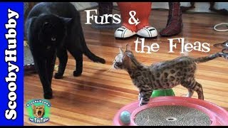 Furs and the Fleas  Cat Clips 57 [upl. by Nitnerb]