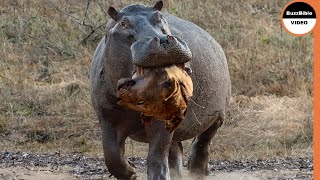 Hippo Grabs The Lions Head As Revenge For the Loss of His Mother [upl. by Oinotnas768]