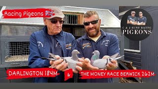 £24000 FUTURITY RACE WITH NORWICH FED BERWICK 262M amp DARLINGTON 184M raceday racingpigeons [upl. by Duggan]