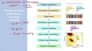 Homology Modeling  Method of protein structure prediction  Usha Yadav [upl. by Mireielle]