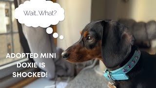 Adopted Mini Dachshund Is Shocked To Learn Where His New Home Is minidachshund doxie [upl. by Yesiad424]