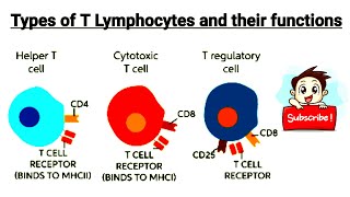 Tyes of Tlymphocyte 1 natural killer cell 2 T helper cell  3 suppressor cell and it functions [upl. by Akimas]