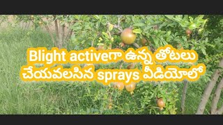 దానిమ్మలో blight కీ ఏ స్ప్రే చేయాలి వీడియోలో BHUVICHOWDARY hayaangardens 9550007112 blight [upl. by Ecyned43]