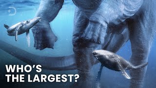 Largest Creatures To Ever Exist On Earth Size Comparison PART 1 [upl. by Bernardi]